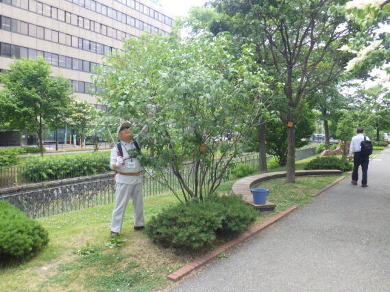 6月25日にライラックの剪定をする植物ボランティア