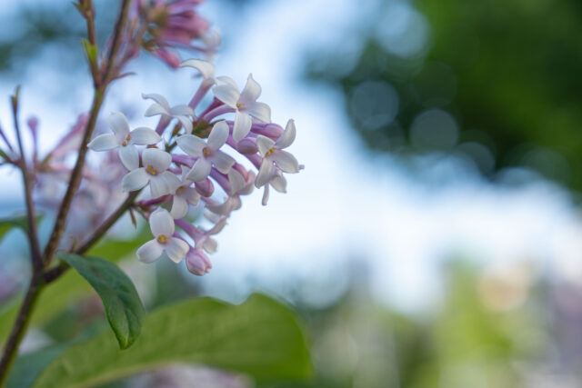 ライラック投稿写真　長谷川さんの「超拡大すると・・・。」