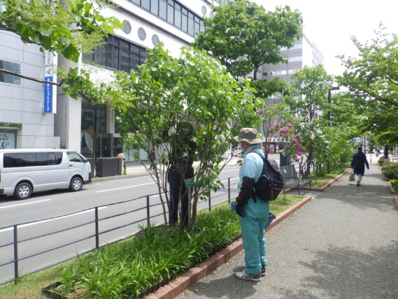 5月28日にライラックの花がら摘みと剪定をする植物ボランティア