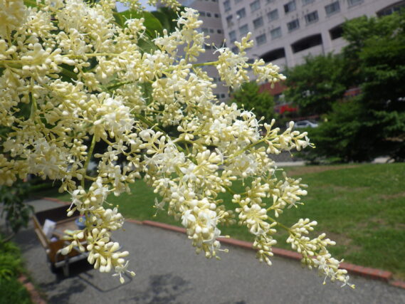 6月11日に咲いていたハシドイの花