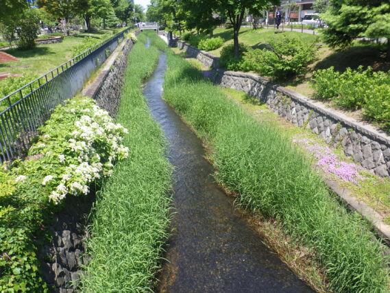 6月7日のツルアジサイの様子の