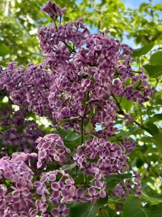 ライラック投稿写真　ゆっきさんの「ポカホンタス」