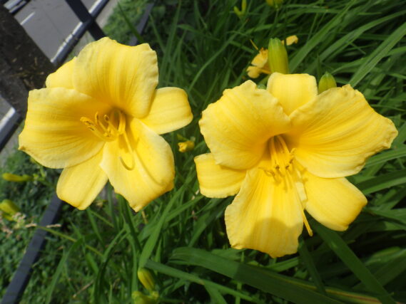 6月27日のヘメロカリスステラデオロの花