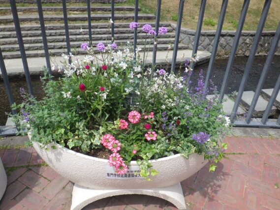 6月27日の狸二条コンテナ花壇の様子