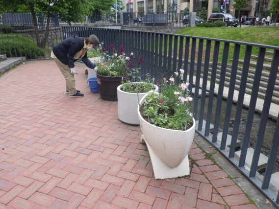 5月30日にコンテナ花壇のお手入れをする花くらぶ