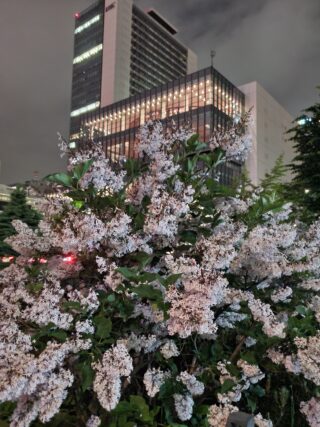 ライラック投稿写真　モモンガやっちゃんさんの「創世スクエアと共に」