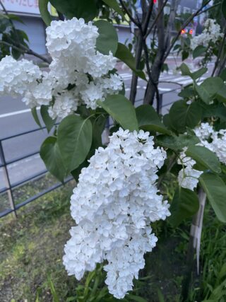 ライラック投稿写真　りんごさんの「マダムフローレントステップマン」