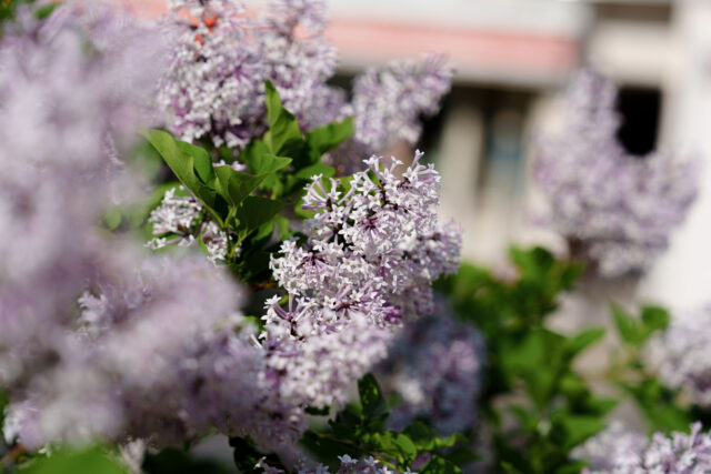 ライラック投稿写真　長谷川さんの「コンビニの近くで。」