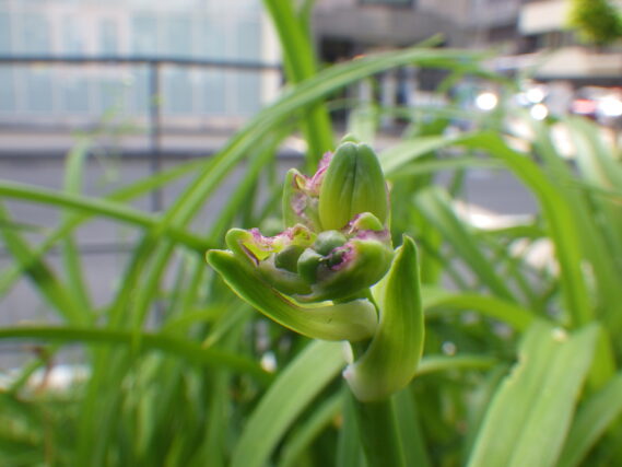 6月20日のヘメロカリスのつぼみ