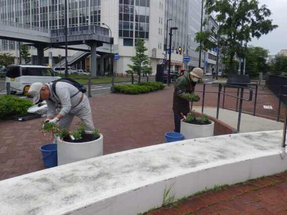 「まんなか広場の花植替えと今週の公園ボランティア」の画像