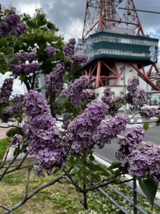 ライラック投稿写真　さわだわささんの「散歩で出会ったライラック」