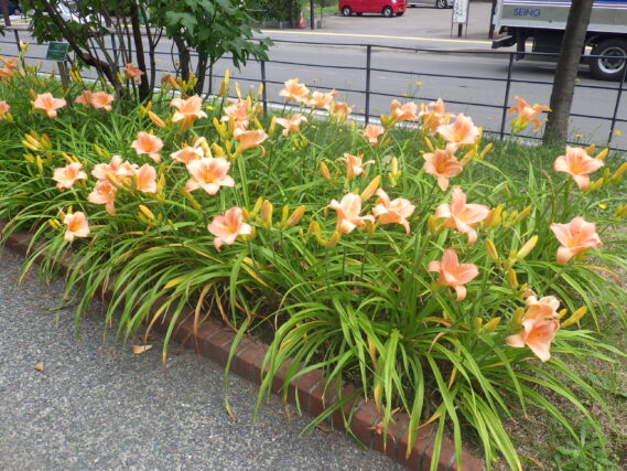 2023年のヘメロカリス（オーチャードスプライト）花壇の様子