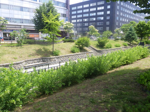 6月19日のハギの様子