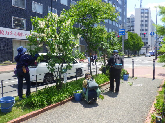 6月4日にライラックの花がら摘みの活動をする植物ボランティア