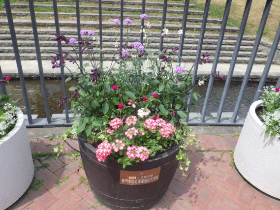 6月27日の狸二条コンテナ花壇の様子