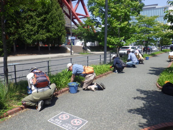 6月12日に花壇の除草をするお助け隊