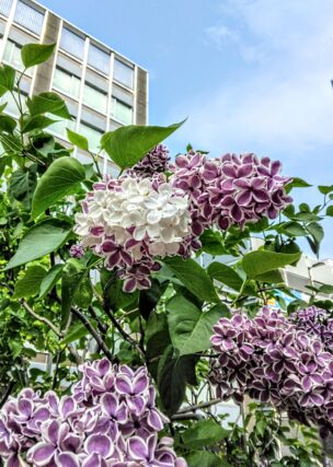 ライラック投稿写真　萩野さんの「白も咲くんだまさにセンセーション」