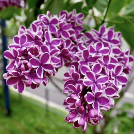 ライラック投稿写真　長田さんの「お気に入りのセンセーション」