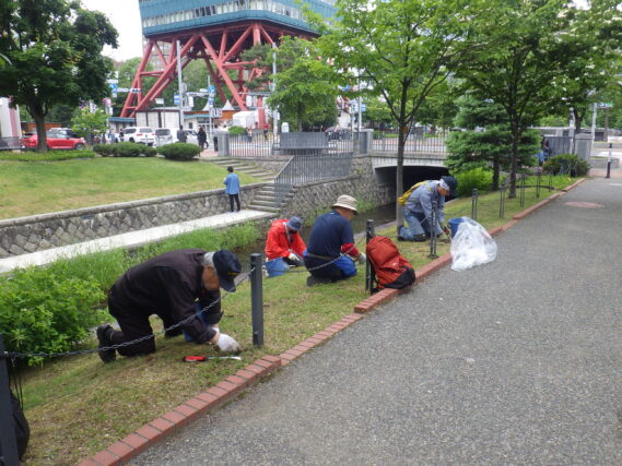 6月14日に南1条の芝生斜面の除草をする除草ボランティア
