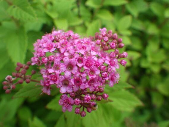「公園の花たち」の画像