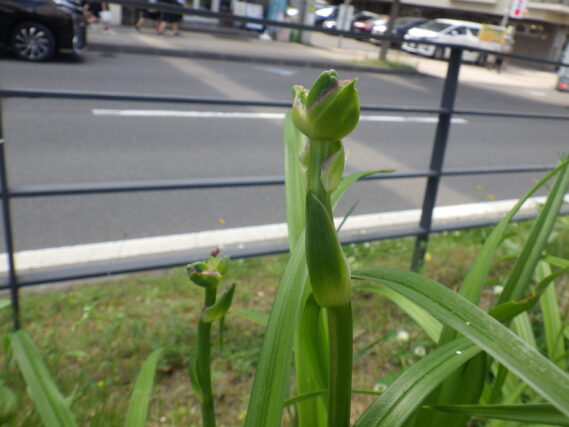 6月20日のヘメロカリスのつぼみ