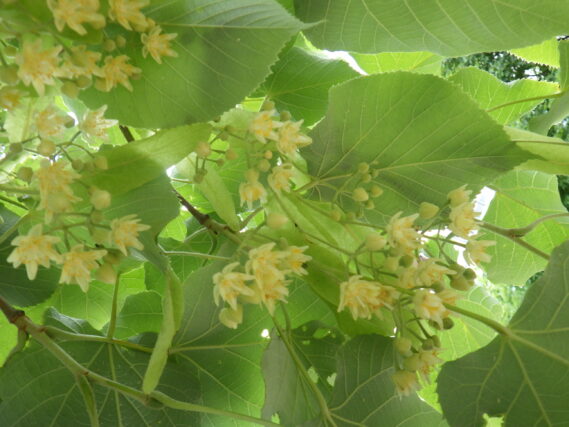 6月26日のオオバボダイジュの花の様子