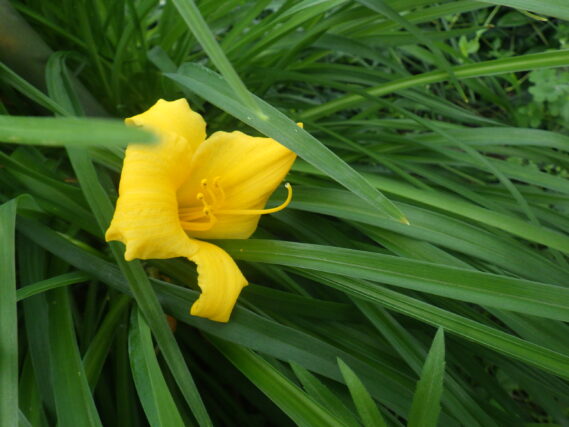 6月20日に咲いていたヘメロカリスのステラデオロの花