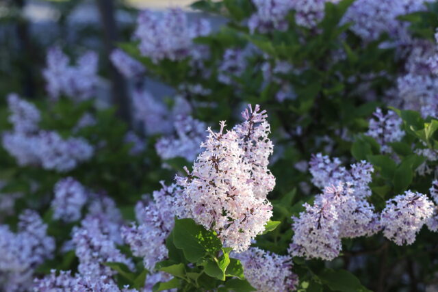 ライラック投稿写真　塚田さんの「ミスキム」