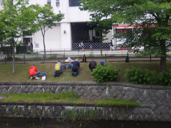 6月14日に南1条の芝生斜面の除草をする除草ボランティア