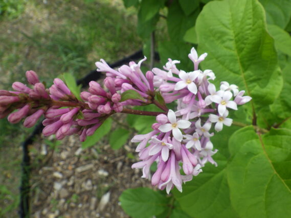 5月28日のジェームズマクファーレンの様子