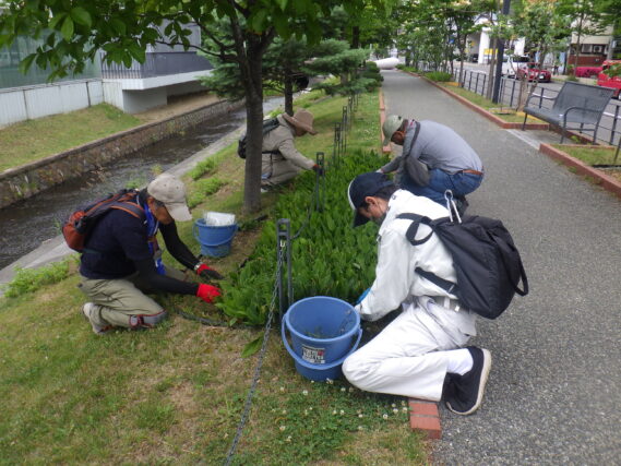 6月26日に花壇の除草をするお助け隊