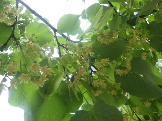 6月26日のオオバボダイジュの花の様子