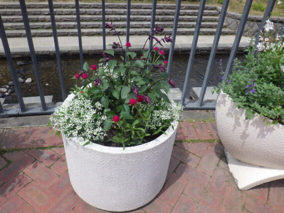 6月27日の狸二条コンテナ花壇の様子