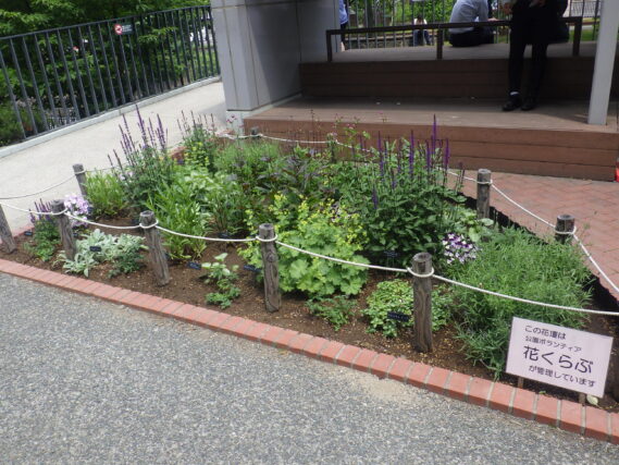 6月13日の花壇の様子