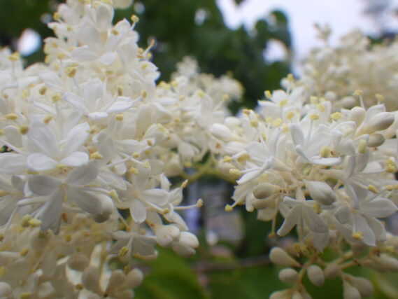 6月26日のハシドイの花の様子