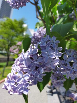 ライラック投稿写真　そららさんの「初めての香り」