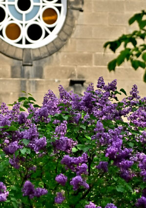 ライラック投稿写真　ヨケヲさんの「ポカホンタスとステンドグラス」