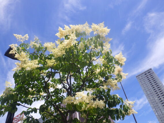 6月19日のハシドイの花の様子