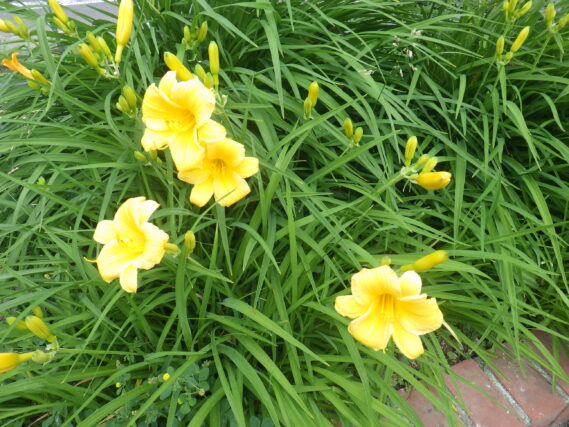 6月25日のヘメロカリスステラデオロの花