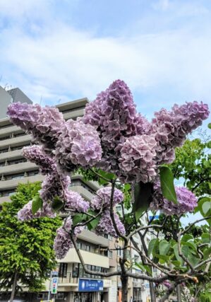 ライラック投稿写真　ハルさんの「モフモフのプレジデントリンカーン」