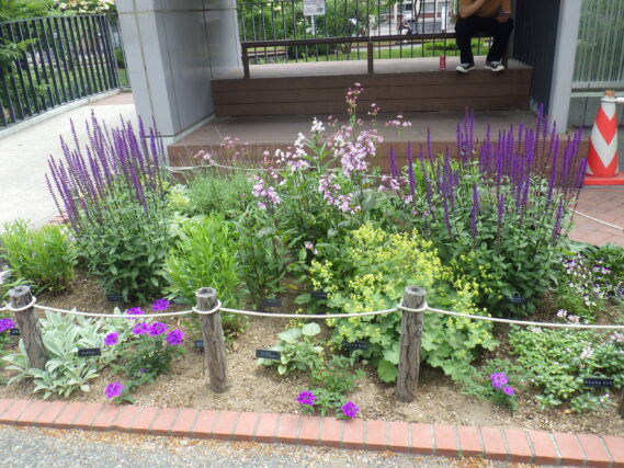 「今週の花と公園ボランティア」の画像