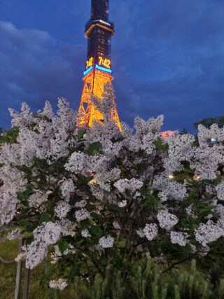 ライラック投稿写真　モモンガやっちゃんさんの「夜桜ならぬ夜ライラック」