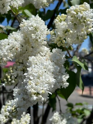 ライラック投稿写真　TonTonさんの「もふもふ」