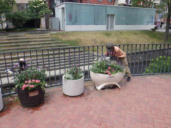 6月27日にコンテナ花壇のお手入れをする花くらぶ