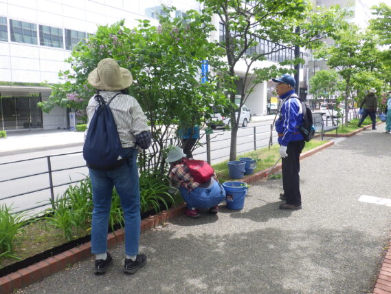 5月28日にライラックの花がら摘みと剪定をする植物ボランティア