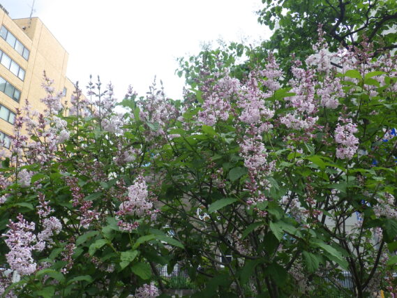 5月30日のウスゲシナハシドイの様子