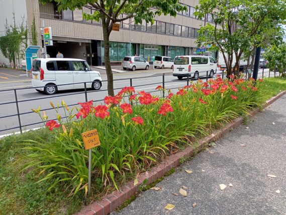 2023年のヘメロカリス（ジェイ）花壇の様子