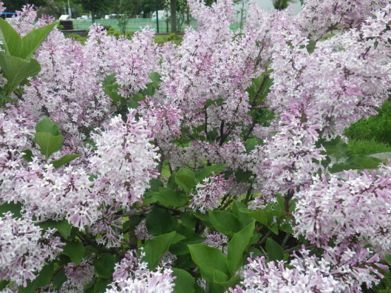 5月29日のミスキムの様子