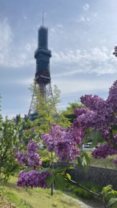 ライラック投稿写真　夕季さんの「プレジデントリンカーン」