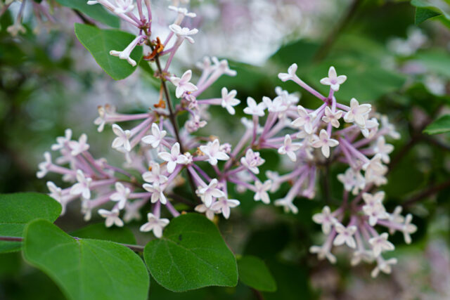 ライラック投稿写真　長谷川さんの「クローズアップ」